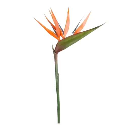 [183338-TT] Strelitzia Spray Orange 35.5in