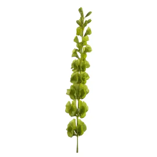 [183342-TT] Molucella Spray Green 31.5in