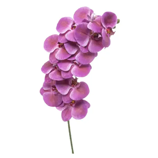 [183350-TT] Phalaenopsis Spray Beauty 39in