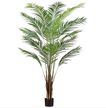 [184348-TT] Areca Palm Tree 6ft