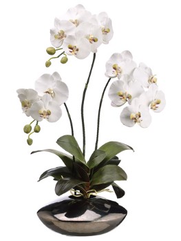 [302704-TT] Phalaenopsis Orchid Pot 31in