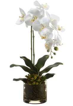 [142191-TT] White Phalaenopsis Orchid in Glass Vase
