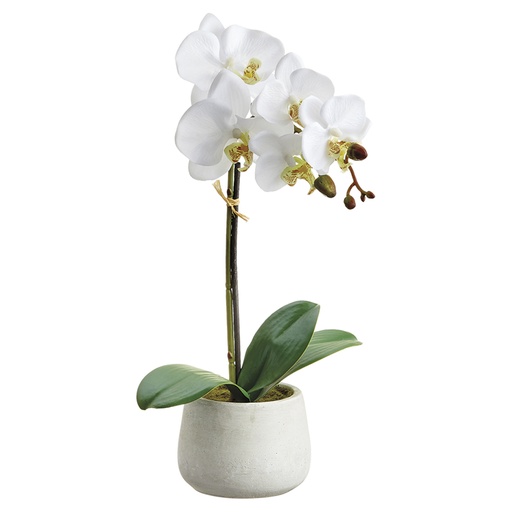 [304827-TT] Phalaenopsis Plant 16-Inch