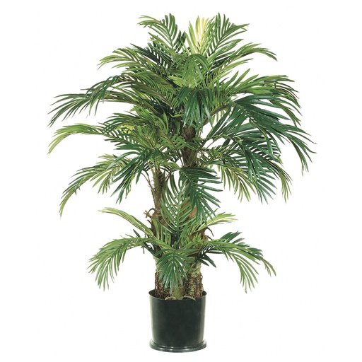 [167531-TT] Phoenix Palm Tree 4ft