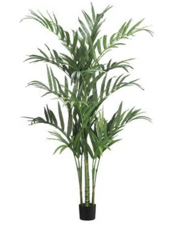 [164717-TT] Kentia Palm Tree in Pot 6ft