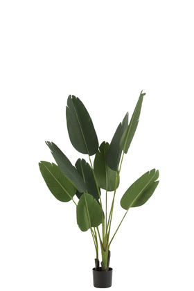 [165279-TT] Strelitzia potted plant 65in