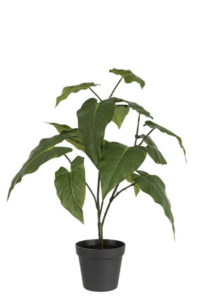 [165280-TT] Anthurium in Plant Pot 22in