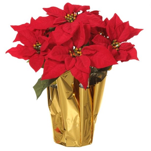 [165748-TT] Poinsettia Bush 15in