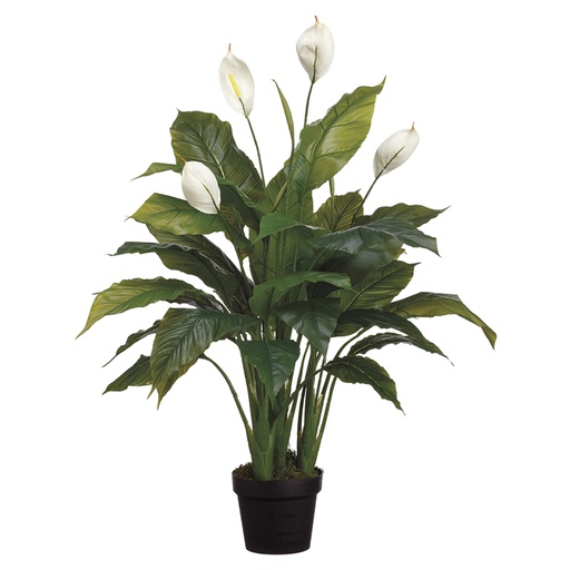 [166338-TT] Peace Lily in Pot 42in