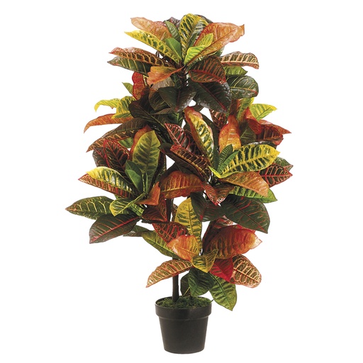 [166339-TT] Green and Pink Croton in Pot 36in