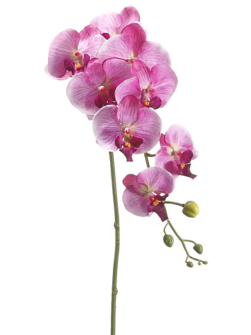 [166730-TT] Phalaenopsis Orchid Spray Fuschia 40in