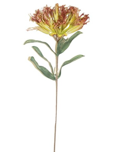 [167026-TT] Peruvian Green Lily 51in