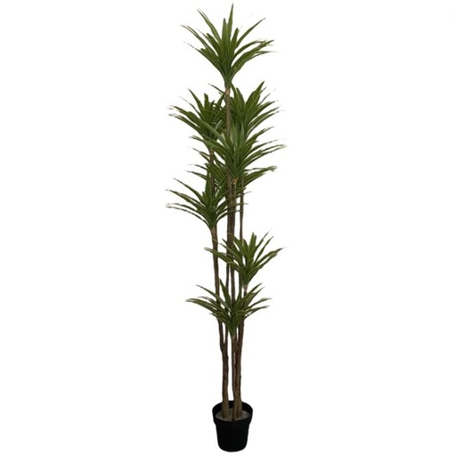 [167060-TT] Gladiolus Tree in Pot 7ft