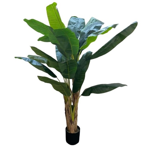 [167064-TT] Banana Tree In Plastic Pot 5ft
