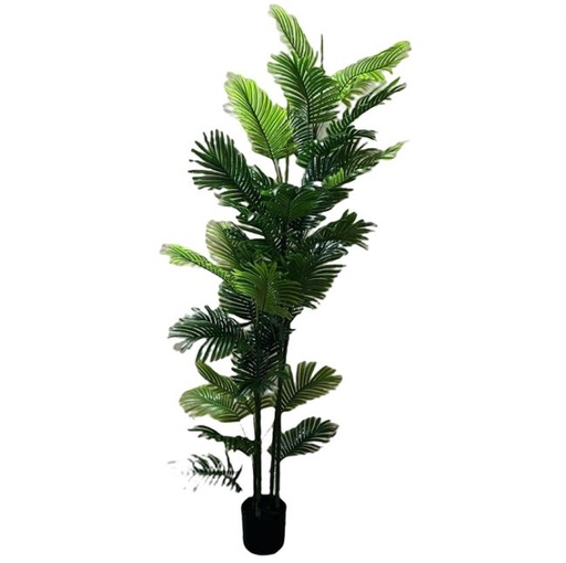 [167068-TT] Kentia Palm in Plastic Pot 6ft