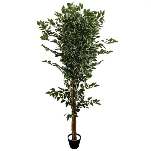 [167069-TT] Ficus  Tree  in Pot 6ft