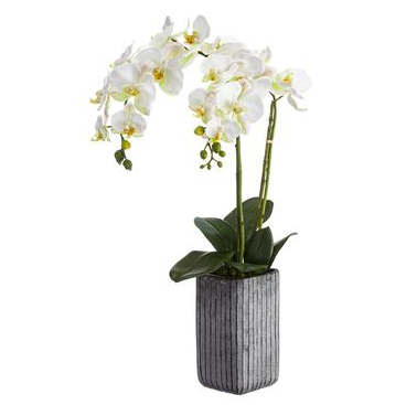 [168219-TT]  Phalaenopsis Plant in Pot White 28in